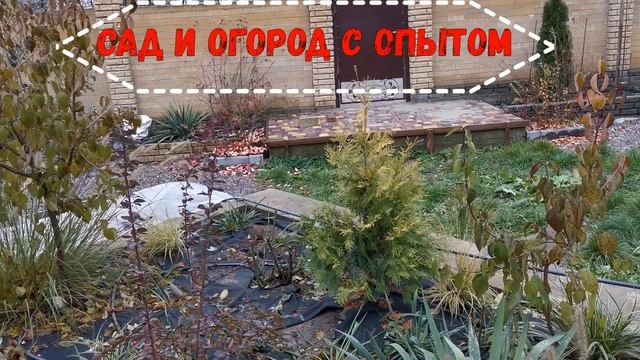 Как Правильно Укрыть Голубику Садовую на Зиму/Лучшие варианты и методы укрития голубики зимой/