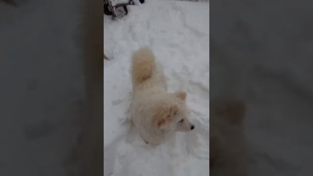 Самоед играет в снегу (Самоедская лайка)
