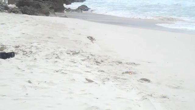 Butterfly beach hotel смотреть онлайн