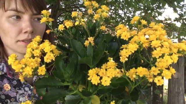 Пышное цветение каланхоэ!