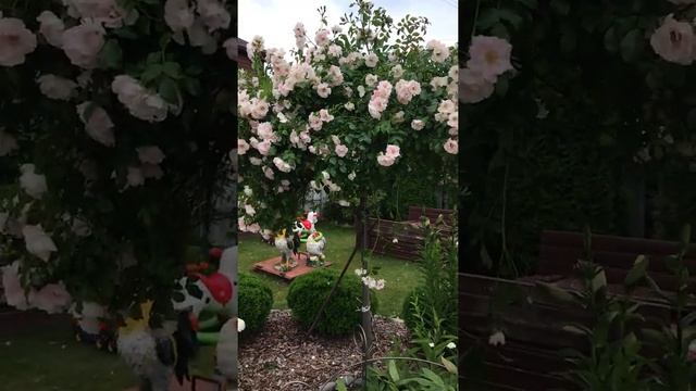 Роза Ice Meillandecor (Айс Мейяндекор). смотреть онлайн