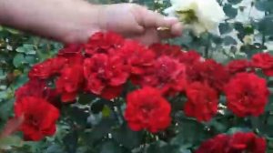 Rose Lava Flow Lava Glut