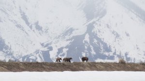 Wildlife Photography-A Day with Grizzly 399 & 4 Cubs May 2021-Jackson Hole/Grand Teton Park/Yellow