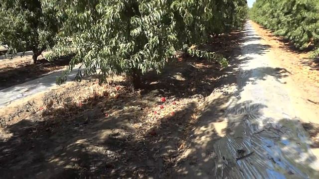 ,,ГЛИНИНГ,, Нектарина.13августа.2013г смотреть онлайн