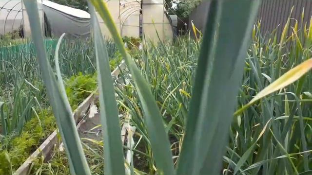 #лето#гроза#бассейн#огород#зола#чеснок#ЗАБИЛА НА ТРАВУ. ДОСТАЛА ОНА МЕНЯ.КУПАЕМСЯ, ЗАГОРАЕМ.ЛЕТО. смотреть онлайн