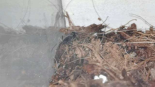 Odontomachus Simillimus