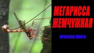 Краснокнижный вид! Мегарисса жемчужная / Миллиметровая Вселенная