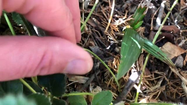 Trachycarpus Palm Hybrid ‘Wagnerianus’ x fortunei смотреть онлайн