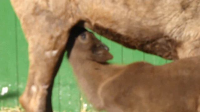 Северные олени смотреть онлайн