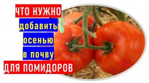 Что нужно добавить осенью помидорам для большого урожая в следующем году?