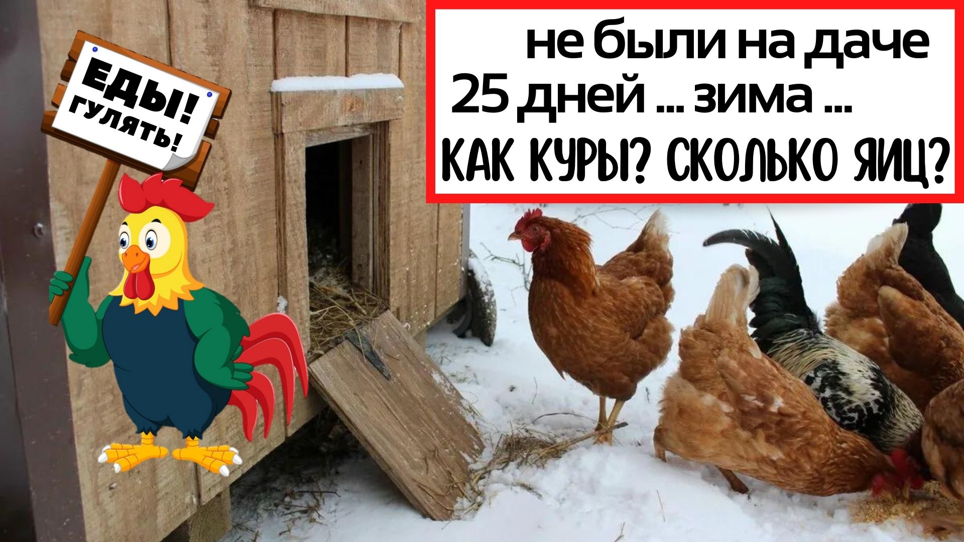 Зимний курятник на даче, нас не было 25 дней. Что случилось?