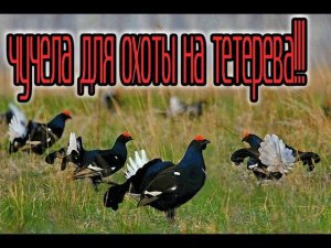 ИХ ВАМ НЕ ПРОДАДУТ НИ В ОДНОМ ОХОТНИЧЕМ МАГАЗИНЕ//Чучела для охоты на ТЕТЕРЕВА своими руками...