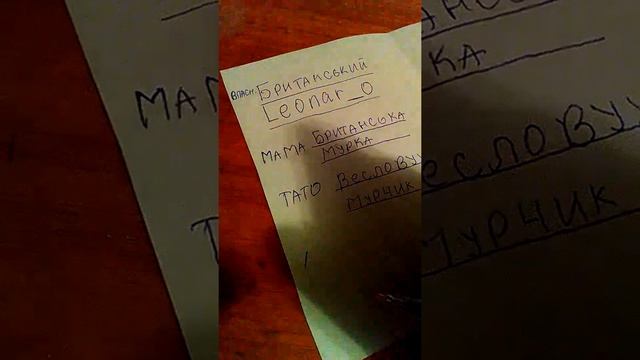 Паспорт для кота смотреть онлайн