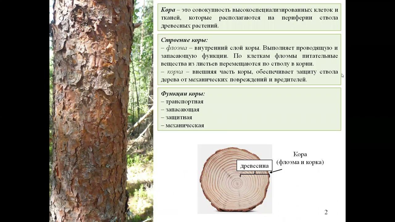 «Зачем дереву кора? Роль проводящей флоэмы в процессе формирования древесины»