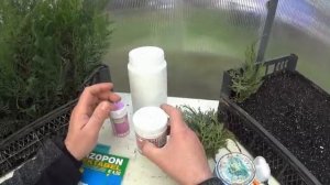 Лучший УКОРЕНИТЕЛЬ - Ризопон \ Rhizopon - Для хвойных декоративных растений.