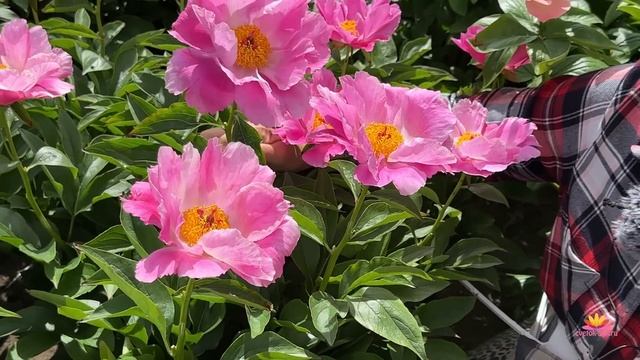 Сеянцы пионов Ворошиловой. Цветение 2023 года! Часть 8 / Сад Ворошиловой смотреть онлайн
