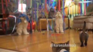 Прикол с котами—ржака до слез КОТ МУРЗИК