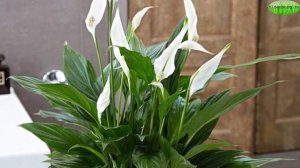 ЯДОВИТ ЛИ СПАТИФИЛЛУМ И АНТУРИУМ ? ПЕРВАЯ ПОМОЩЬ ПРИ ОТРАВЛЕНИИ СОКОМ ЯДОВИТЫХ РАСТЕНИЙ #oldenburgr