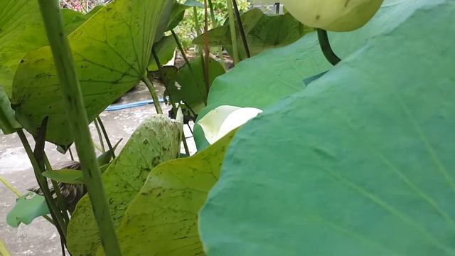 Green lotus & bee смотреть онлайн