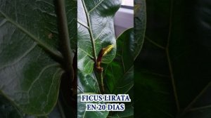 Hoja de violín o Ficus Lyrata 20 días crecimiento