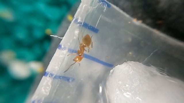 Чудо-клей от AntPlanet или как крупнейший магазин начал обманывать