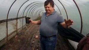 Малина Амира: посадка в парнике