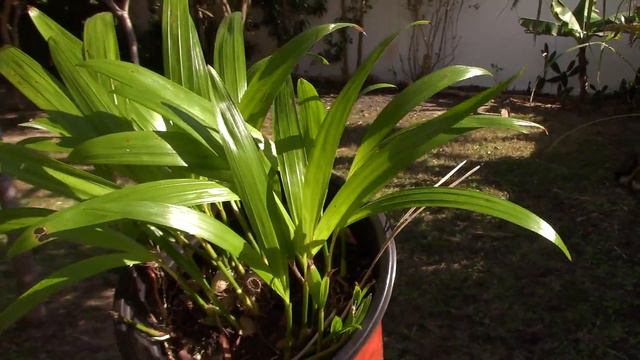 Indoor Palm Growing Advice for Brown Leaves and a Dying Palm смотреть онлайн
