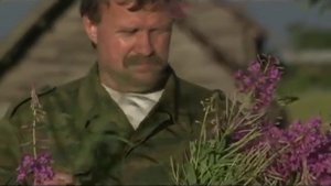 Травовед. Кипрей или иван-чай. Рассказывает Моряков Сергей Викторович