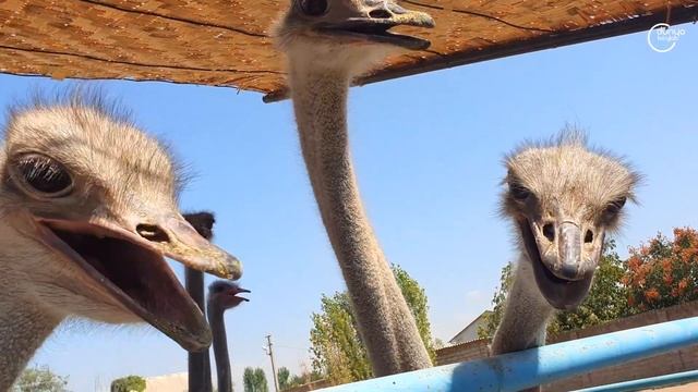 Эко-ферма страусиная хозяйства смотреть онлайн