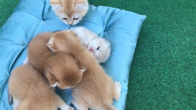 ????ЗОЛОТАЯ И ГОЛУБАЯ ШИНШИЛЛА,БРИТАНСКИЕ КОТЯТА.