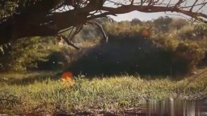 Казахские кюи