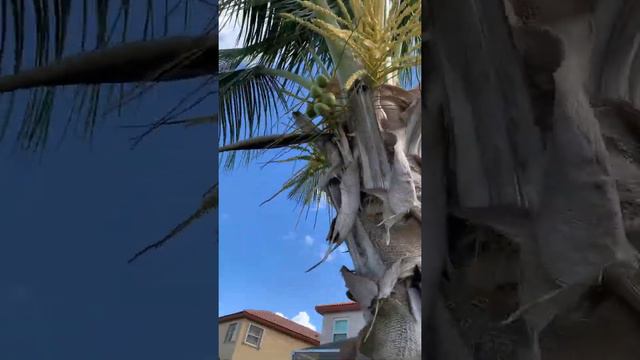 My 5 years old coconut tree got coconut for first time , Florida