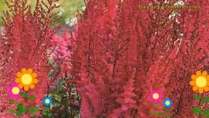 Астильба гибридная Майти Чоколейт Черри. Краткий обзор astilbe hybrida Mighty Chocolate Cherry