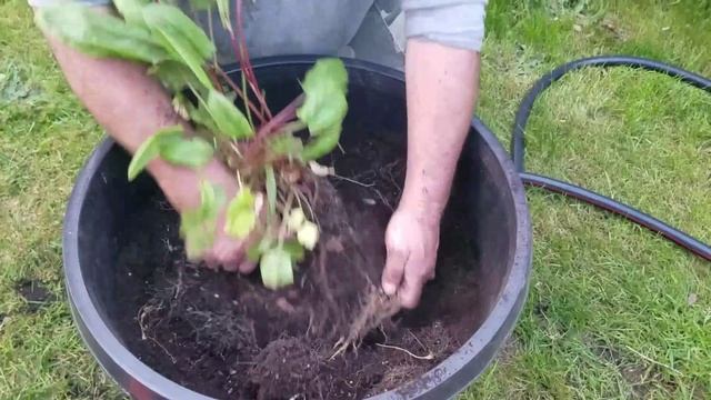 Щавель. Пересаживаем щавель из ведра в большую бочку.