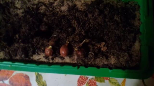 Как я сажаю орех ФУНДУК. часть1. 20.02.2018г. смотреть онлайн