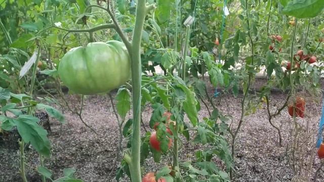 №42 "Золотой ананас".  Сорта помидоров. Выращивание помидоров. Огород. Сад. Томаты.