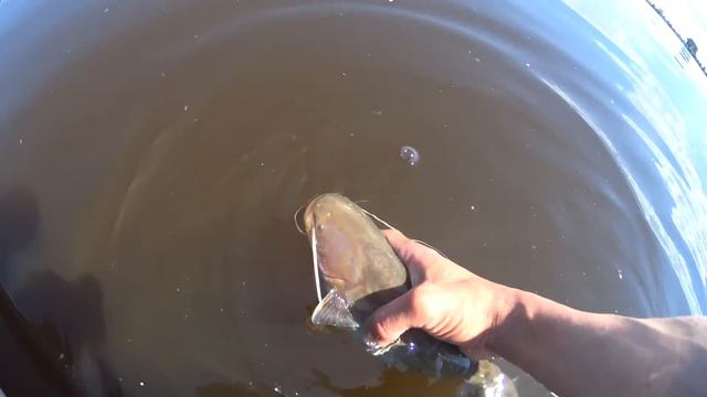 Сомёнок дамой смотреть онлайн