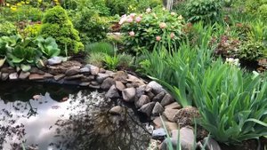 11 мая.Хосты,гейхеры,пионы,пузыреплодники и все все в моём саду