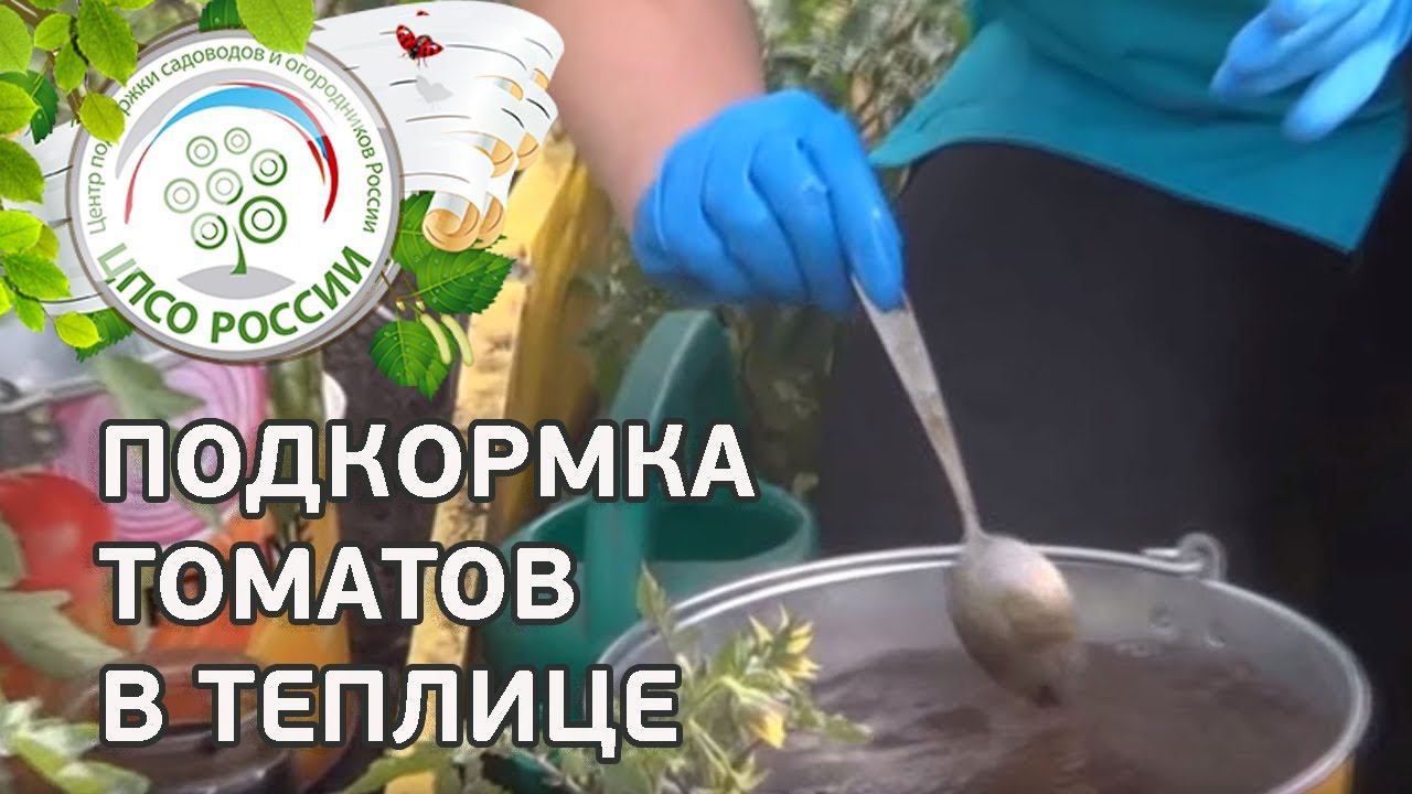 Подкормка томата. Чем удобрять помидоры.