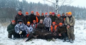 Загонная охота на лося, третий загон решающий