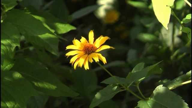 Test Panasonic HDC-DX1 смотреть онлайн