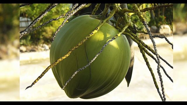 Кокосовая вода. В каких кокосах сок лучше смотреть онлайн