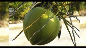 Кокосовая вода. В каких кокосах сок лучше