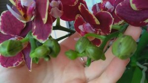 ПОЛИВ орхидеи АСКОРБИНОВОЙ ВОДОЙ?! бутоны СВЕЖЕЮТ, цветоносы ОЖИВАЮТ! КИСЛОТА? для ПОЛИВА орхидеи!