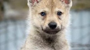 ВОЛК ПРЕДОТВРАТИЛ БЕДУ и спас человека от смерти.