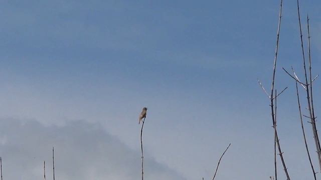 Что это за птица? Камышевка? смотреть онлайн