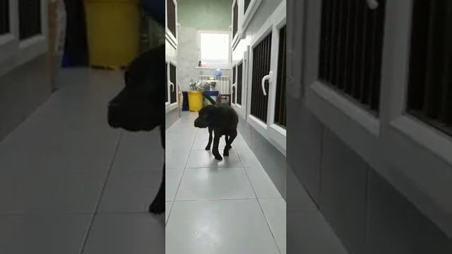 Бедолага из Краснодара