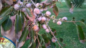 Кавказская хурма