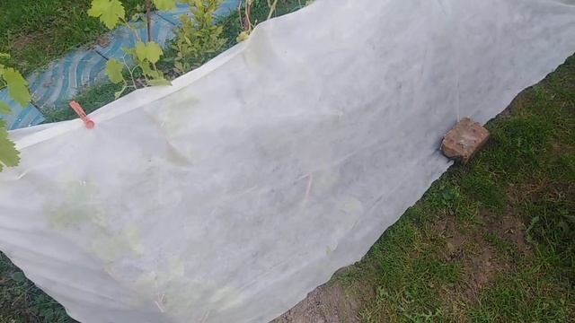 Как ускорить срок созревания винограда, лозы осенью в Подмосковье. Молодые посадки. смотреть онлайн