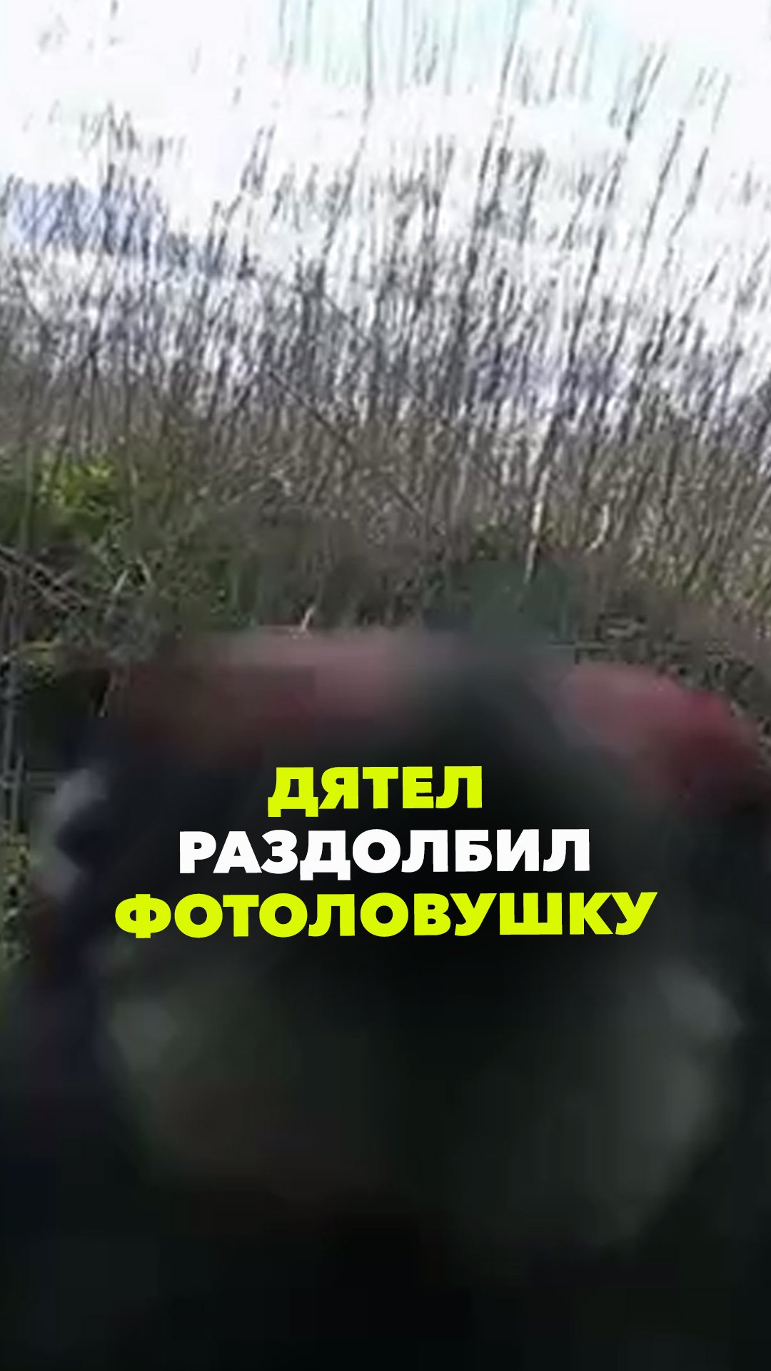 Дятел в охотхозяйстве Чигунаевское раздолбил то ли Нокиа, то ли фотоловушку. Посмотрите сами